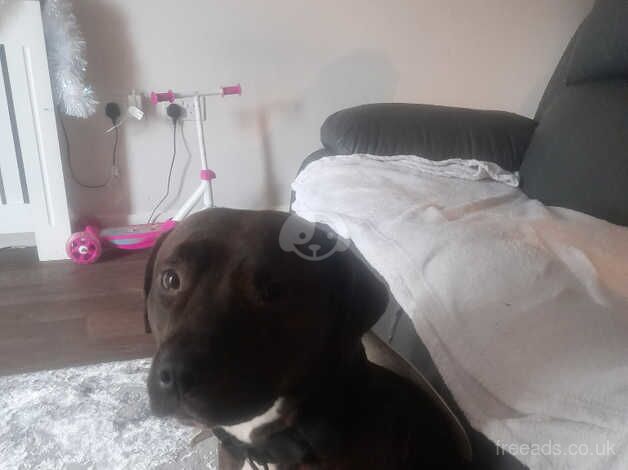 Long leg staffy for perfect home for sale in Bexley, Bexley, Greater London - Image 4