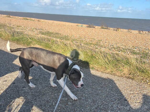 Looking to stud my dog for sale in Ferring, West Sussex - Image 2