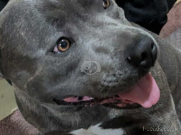 Lovely Dog in urgent need of a forever home for sale in Grays, Essex - Image 1