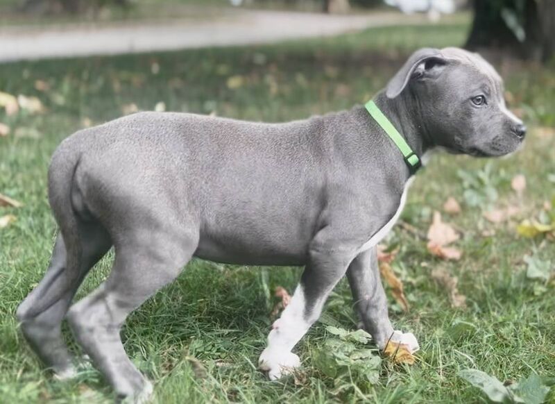 Lovely Staffordshire bull terrier for sale in Kidlington, Oxfordshire - Image 1