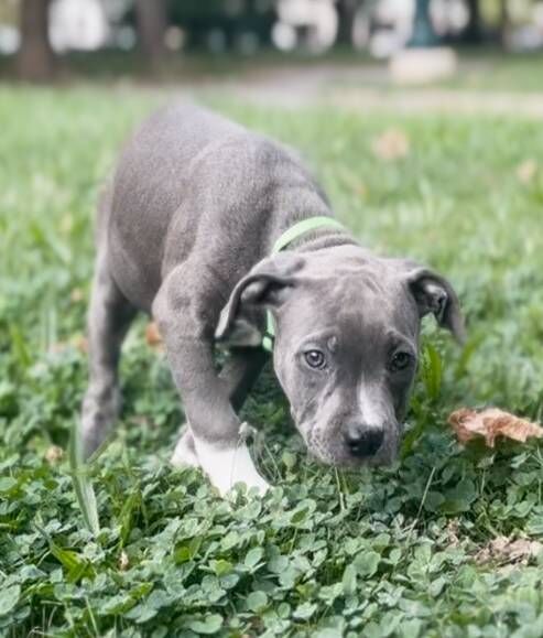 Lovely Staffordshire bull terrier for sale in Kidlington, Oxfordshire - Image 2