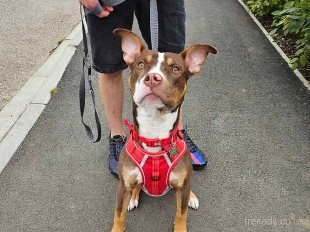 Lovely Staffy Cross for sale in Stockton-on-Tees, County Durham