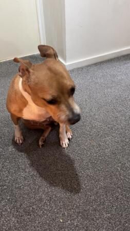 loving home for coco the staffy for sale in Birmingham, West Midlands
