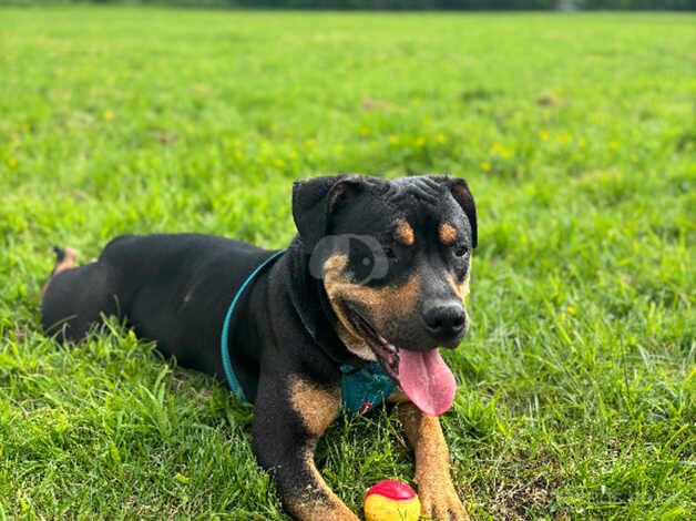 Luna ~ Staffy X Rottweiler for sale in Manchester, Greater Manchester