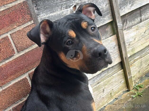 Luna ~ Staffy X Rottweiler for sale in Manchester, Greater Manchester - Image 5