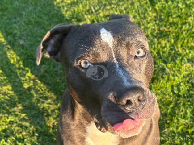 Male blue staffy for sale in Inverness, Highland