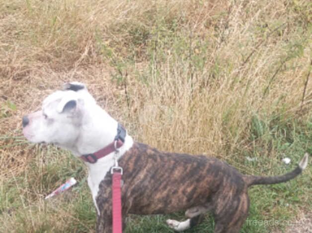 Male brindle staffy dog for sale in Dewsbury, West Yorkshire