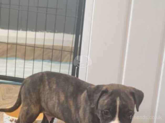 Male puppy for sale in Goole, East Riding of Yorkshire