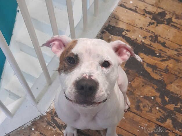 Male Staffie x 2 years old. for sale in Bermondsey, Southwark, Greater London - Image 3