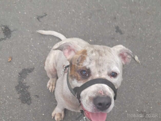 Male Staffie x 2 years old. for sale in Bermondsey, Southwark, Greater London - Image 4