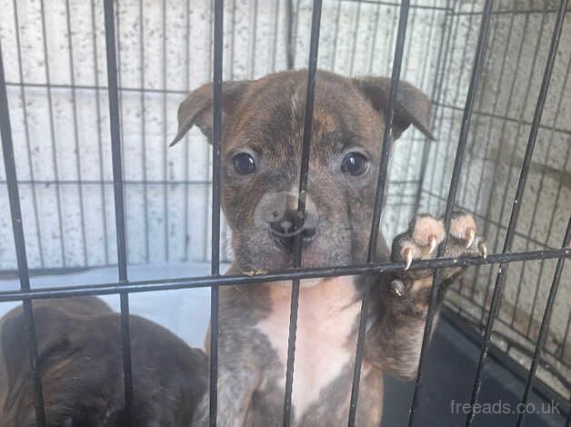 Male Staffordshire Bull Terrier for sale in Craigavon