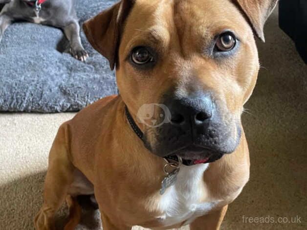 Male Staffordshire Bull Terrier for sale in Leeds, West Yorkshire