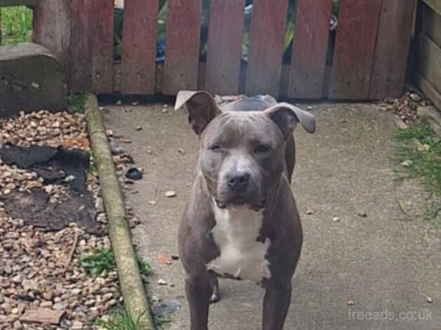 Male Staffordshire bull terrier for sale in Redruth, Cornwall