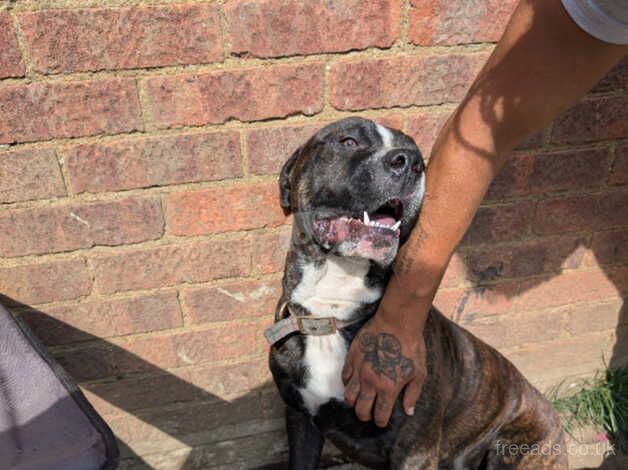 Male staffy 9 months for sale in Ipswich, Suffolk