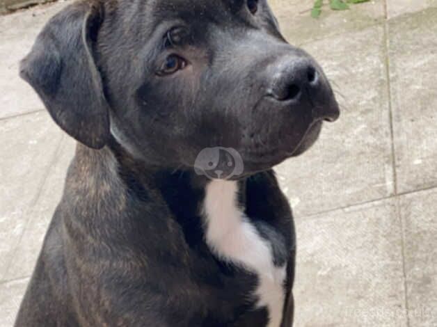 Male Staffy Cross for sale in Oldbury, West Midlands