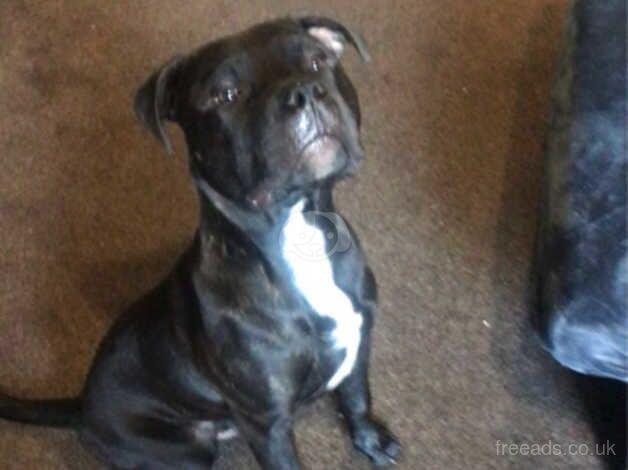 Male Staffy Cross for sale in Oldbury, West Midlands - Image 2