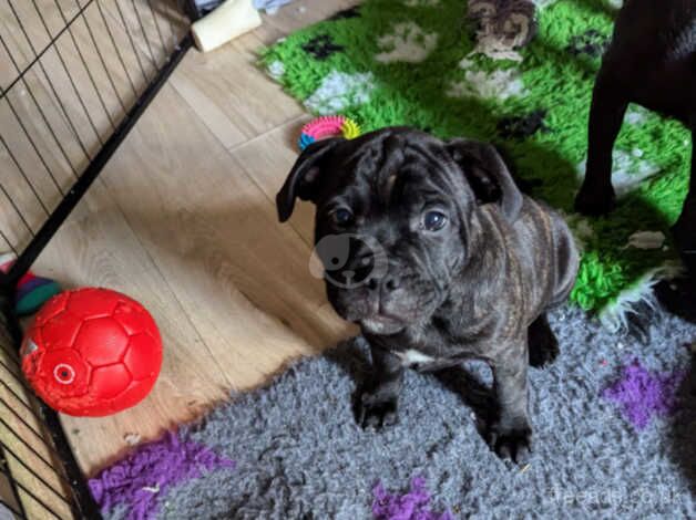 Male Staffy cross pup..LAST PUPPY TO GO! for sale in Mountain Ash/Aberpennar, Rhondda Cynon Taf - Image 1