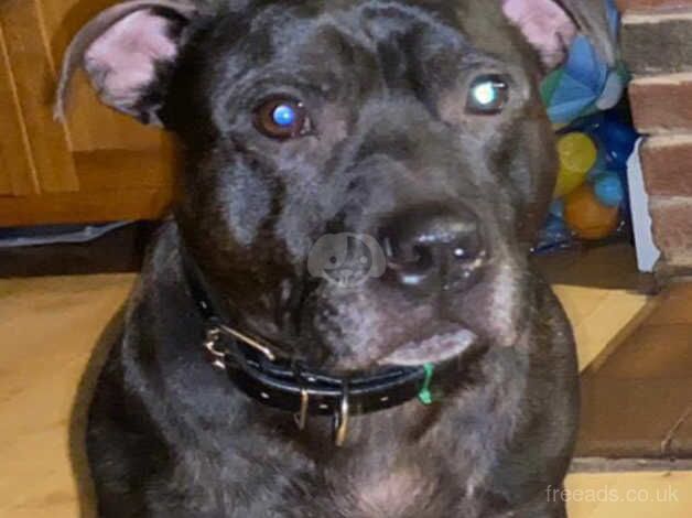 Male staffy for sale in Craven Arms, Shropshire