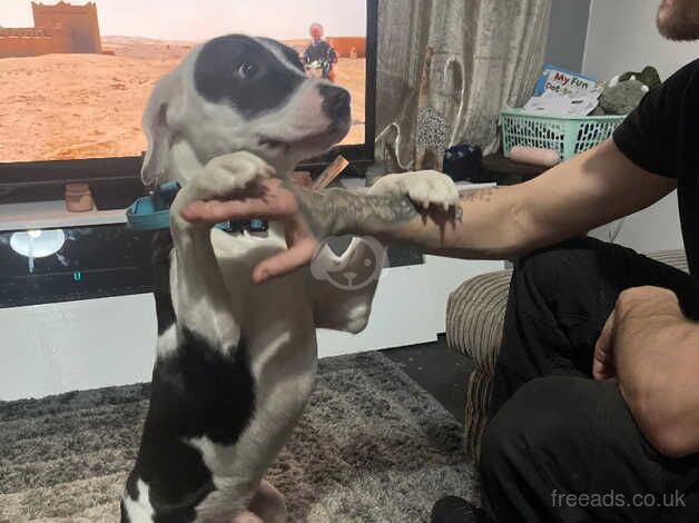 Male Staffy X for sale in Mansfield, Nottinghamshire