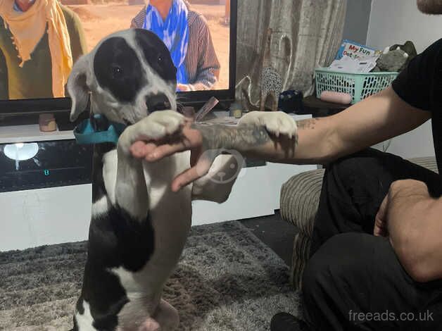 Staffordshire Bull Terriers for sale in Mansfield, Nottinghamshire