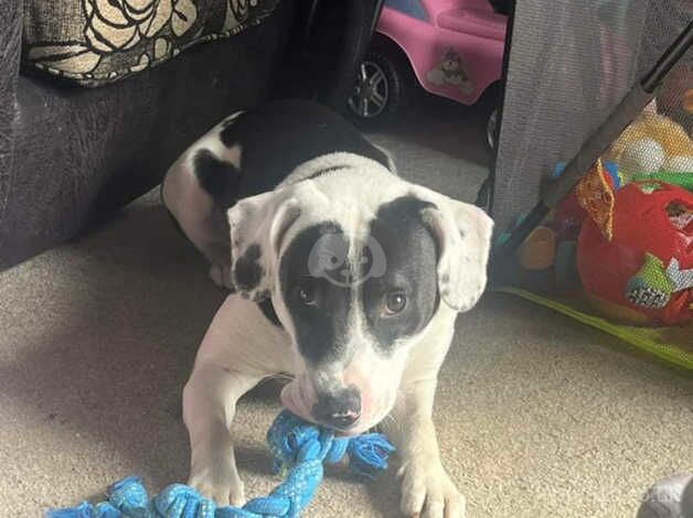 Male Staffy X for sale in Mansfield, Nottinghamshire - Image 4