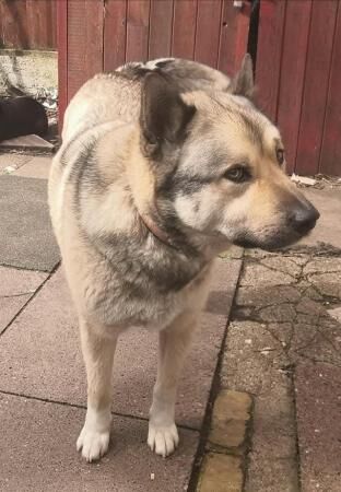 Marley 9 years male malamute house & crate trained neutered for sale in Kidderminster, Worcestershire - Image 2