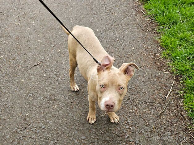 Max - American Staffy for sale in Walsall, West Midlands