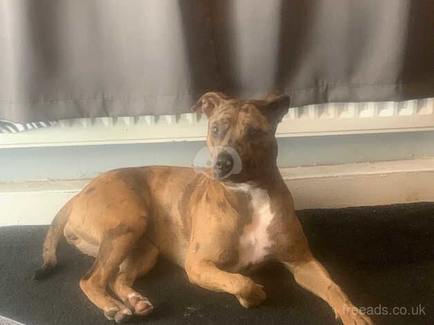 Merle Staffy Female for sale in Maryport, Cumbria - Image 2