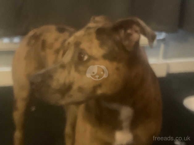 Merle Staffy Female for sale in Maryport, Cumbria - Image 4