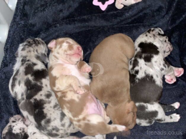 Merle staffy puppy's five star staff x for sale in Croydon, Croydon, Greater London