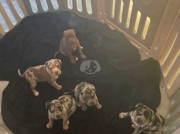 Merle staffy puppy's five star staff x for sale in Croydon, Croydon, Greater London - Image 2