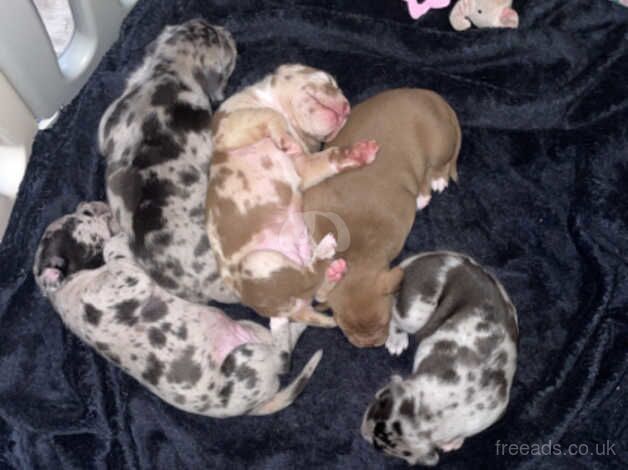 Merle staffy puppy's five star staff x for sale in Croydon, Croydon, Greater London - Image 3