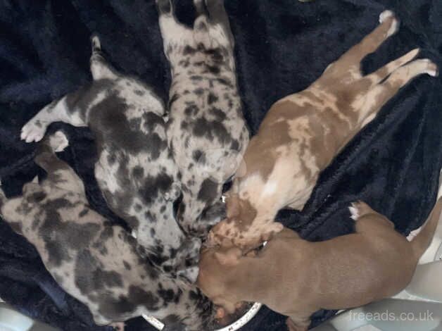 Merle staffy puppy's five star staff x for sale in Croydon, Croydon, Greater London - Image 5