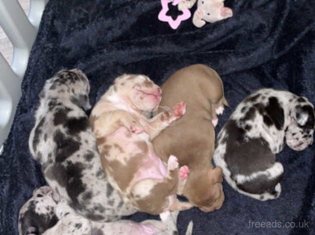 Merle staffy puppy's five star staffs x for sale in Croydon, London - Image 3