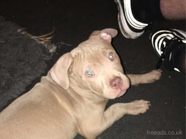 Mink staff x pocket bully for sale in Clydebank, West Dunbartonshire - Image 4