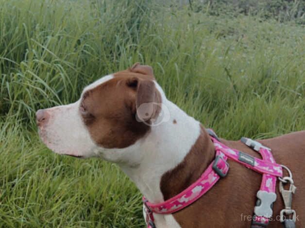 Narla staffy cross for sale in Scunthorpe, Lincolnshire - Image 1