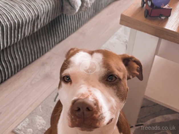 Narla staffy cross for sale in Scunthorpe, Lincolnshire - Image 2