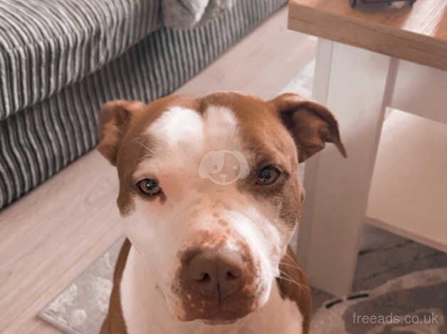 Narla staffy cross for sale in Scunthorpe, Lincolnshire - Image 3