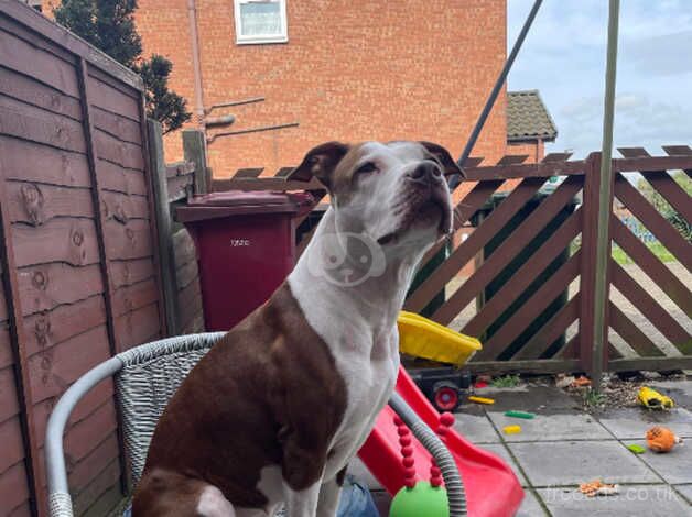 Narla staffy cross for sale in Scunthorpe, Lincolnshire - Image 4