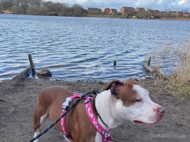 Narla staffy cross for sale in Scunthorpe, Lincolnshire - Image 5