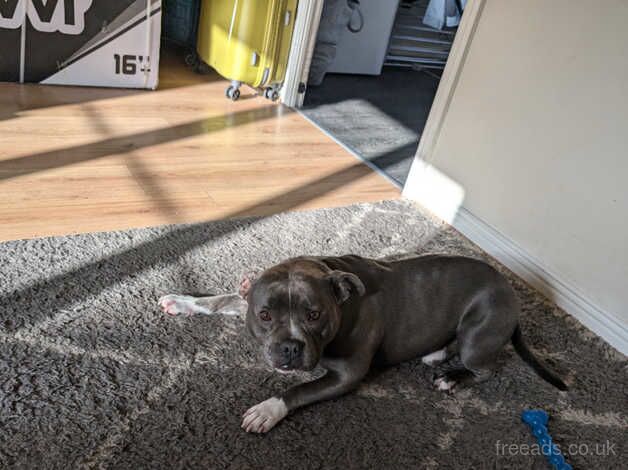 Staffie Puppies for sale in Merseyside