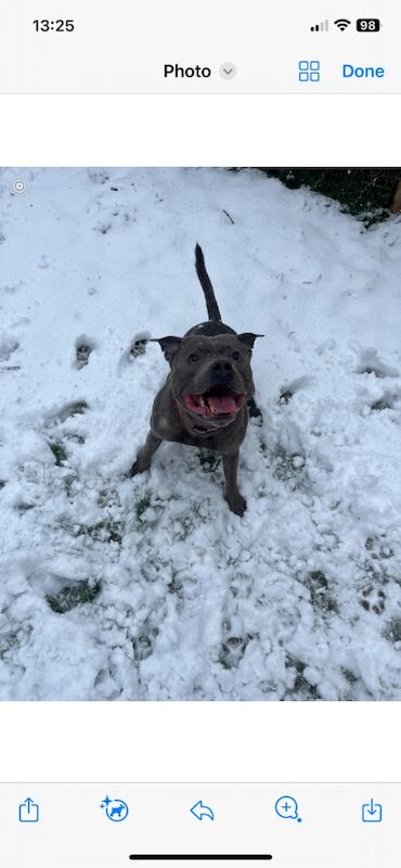 Neo male staffy for sale in Sheffield, South Yorkshire - Image 2