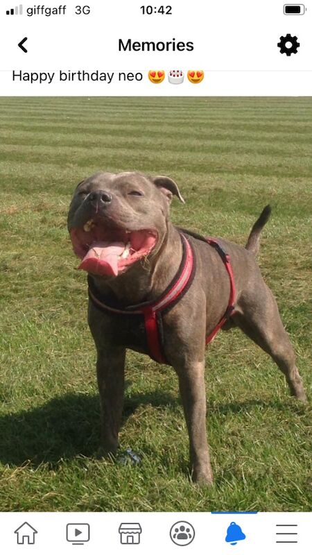 Neo male staffy for sale in Sheffield, South Yorkshire - Image 3