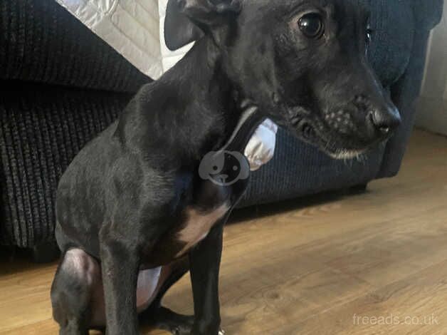 New puppy for sale in Merton, London - Image 3