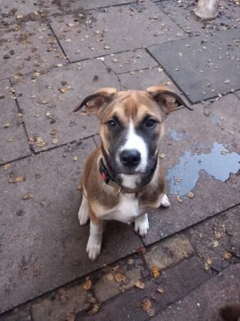 Nugget 8 months female staffyxmalamute house & crate trained for sale in Kidderminster, Worcestershire - Image 2