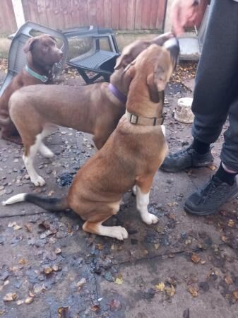 Nugget 8 months female staffyxmalamute house & crate trained for sale in Kidderminster, Worcestershire - Image 3