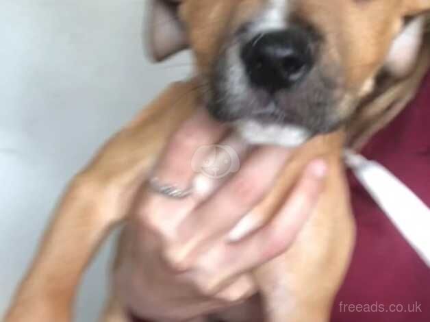 Staffie Puppies for sale in Merseyside