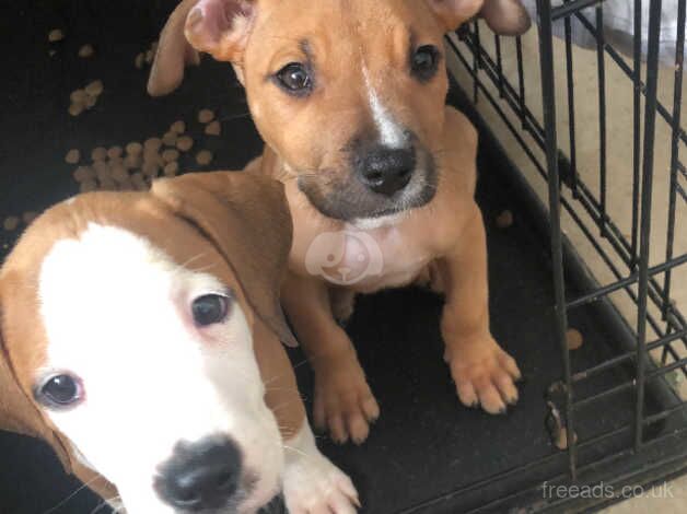 Staffie Puppies for sale