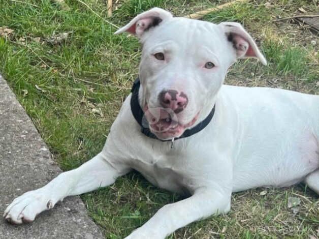 One year old female staffy for sale in Shrewsbury, Shropshire