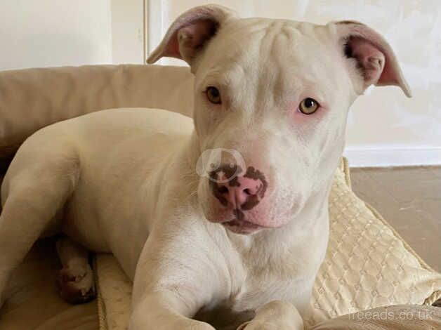 One year old female staffy for sale in Shrewsbury, Shropshire - Image 3